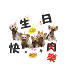 Lovely~Yorkshire Terrier（個別スタンプ：31）