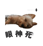 Lovely~Yorkshire Terrier（個別スタンプ：32）