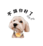 Lovely~Yorkshire Terrier（個別スタンプ：33）
