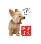 Lovely~Yorkshire Terrier（個別スタンプ：34）