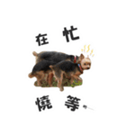 Lovely~Yorkshire Terrier（個別スタンプ：35）