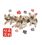 Lovely~Yorkshire Terrier（個別スタンプ：36）