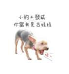 Lovely~Yorkshire Terrier（個別スタンプ：40）
