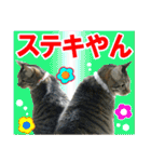 リアルキジトラ❤笑える猫写真1（個別スタンプ：14）