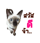 Kanomtarn - The siamese cat（個別スタンプ：1）