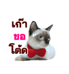 Kanomtarn - The siamese cat（個別スタンプ：4）