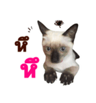 Kanomtarn - The siamese cat（個別スタンプ：5）