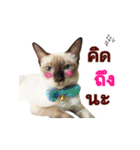 Kanomtarn - The siamese cat（個別スタンプ：6）