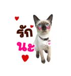 Kanomtarn - The siamese cat（個別スタンプ：10）