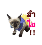 Kanomtarn - The siamese cat（個別スタンプ：12）