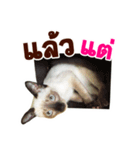 Kanomtarn - The siamese cat（個別スタンプ：16）