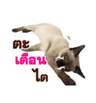 Kanomtarn - The siamese cat（個別スタンプ：17）