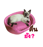 Kanomtarn - The siamese cat（個別スタンプ：19）