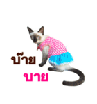 Kanomtarn - The siamese cat（個別スタンプ：21）