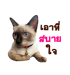 Kanomtarn - The siamese cat（個別スタンプ：25）