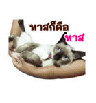 Kanomtarn - The siamese cat（個別スタンプ：30）