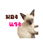 Kanomtarn - The siamese cat（個別スタンプ：34）