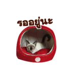 Kanomtarn - The siamese cat（個別スタンプ：35）