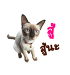 Kanomtarn - The siamese cat（個別スタンプ：38）