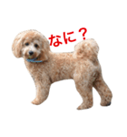 クロエ（個別スタンプ：4）