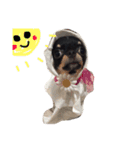 チワワのちゃちゃ（個別スタンプ：12）