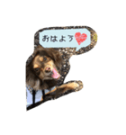 チョコの日常(チワックス)（個別スタンプ：1）