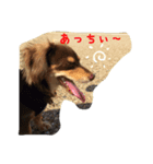 チョコの日常(チワックス)（個別スタンプ：2）