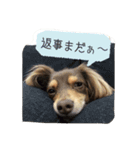 チョコの日常(チワックス)（個別スタンプ：4）