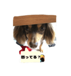 チョコの日常(チワックス)（個別スタンプ：5）