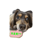 チョコの日常(チワックス)（個別スタンプ：7）