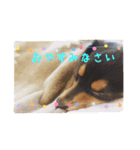 チョコの日常(チワックス)（個別スタンプ：8）