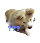 ジョンさまの毎日（個別スタンプ：4）