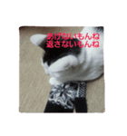猫コースケ（個別スタンプ：2）