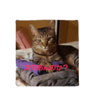 猫コースケ（個別スタンプ：3）