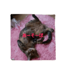 猫コースケ（個別スタンプ：4）