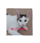 猫コースケ（個別スタンプ：5）