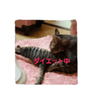 猫コースケ（個別スタンプ：6）