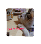猫コースケ（個別スタンプ：7）