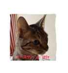猫コースケ（個別スタンプ：8）