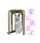 猫スタンプ(ももちゃん)（個別スタンプ：1）