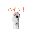 猫スタンプ(ももちゃん)（個別スタンプ：2）