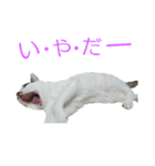 猫スタンプ(ももちゃん)（個別スタンプ：4）