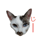 猫スタンプ(ももちゃん)（個別スタンプ：5）