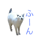 猫スタンプ(ももちゃん)（個別スタンプ：7）