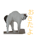 猫スタンプ(ももちゃん)（個別スタンプ：8）