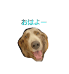 ワイマラナーのワイマ君（個別スタンプ：1）