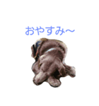 ワイマラナーのワイマ君（個別スタンプ：2）