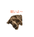ワイマラナーのワイマ君（個別スタンプ：4）
