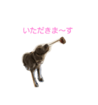 ワイマラナーのワイマ君（個別スタンプ：6）