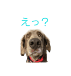 ワイマラナーのワイマ君（個別スタンプ：8）